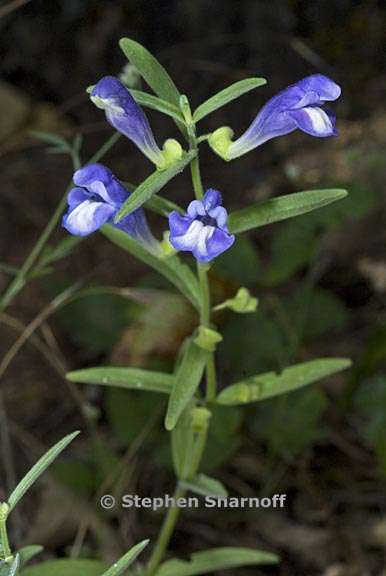 scutellaria siphocampyloides 1 graphic